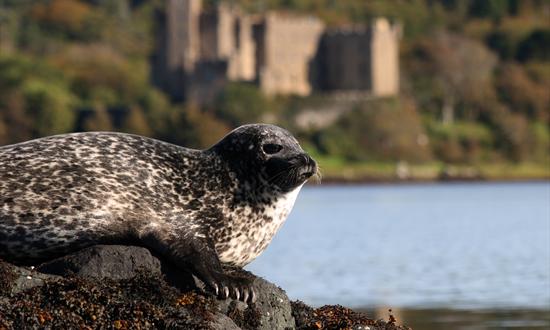 dunvegan seal
