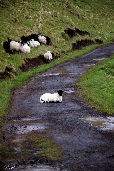 talisker bay sheep