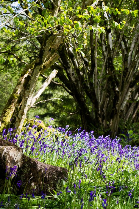 bluebells inchmahome priory