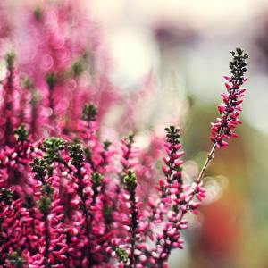 Heather erica clan macdonald