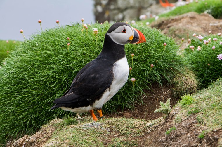puffin