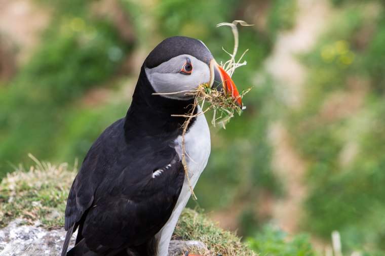 puffin