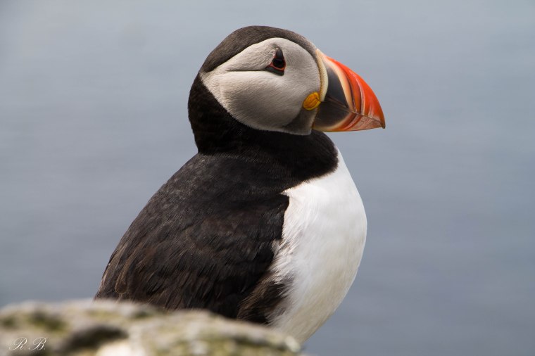 puffin scotland