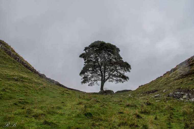 sycamore_gap_hadrian's_wall_BeatriceRoat