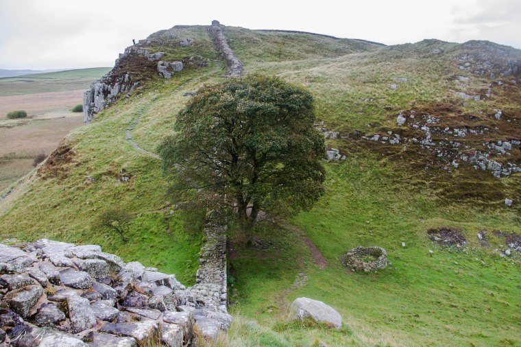 sycamore_gap_hadrian's_wall_BeatriceRoat