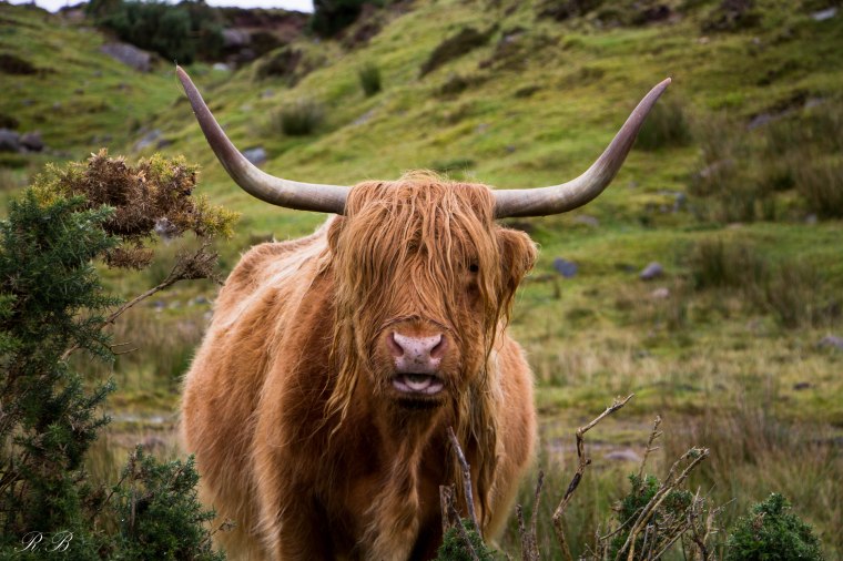Highland_Cow_BeatriceRoat