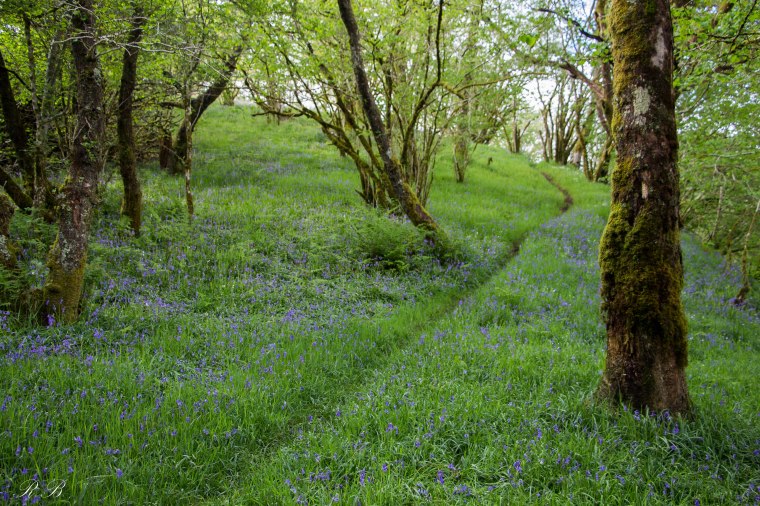 Scotland Woods_Beatrice Roat