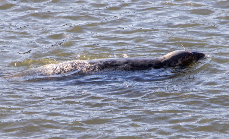 Pittenweem_East_Neuk_Fife_BeatriceRoat