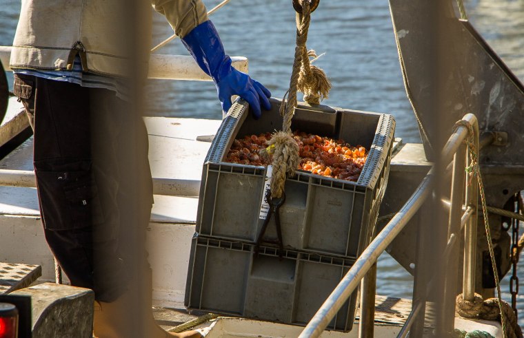 Pittenweem_East_Neuk_Fife_BeatriceRoat