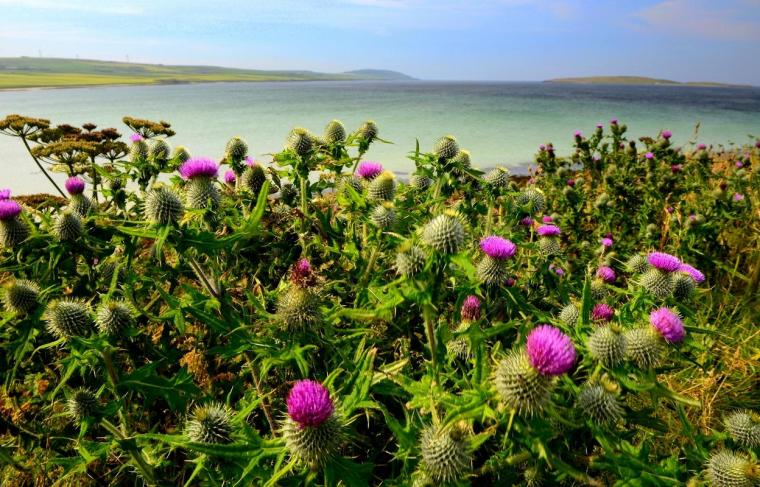 evie-orcadi Pic by Ilaria Battaini