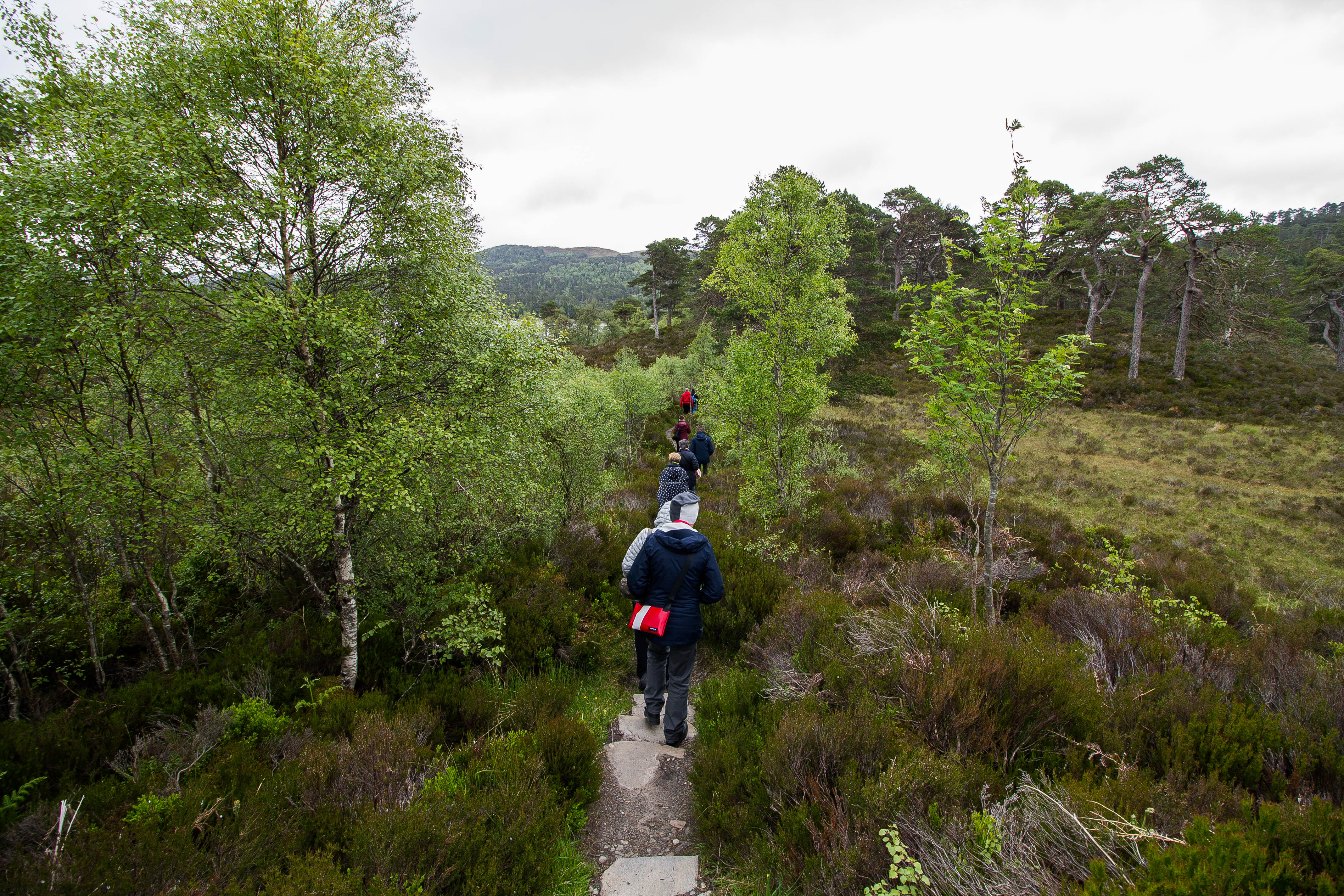 Glen Affric Scozia BeatriceRoat