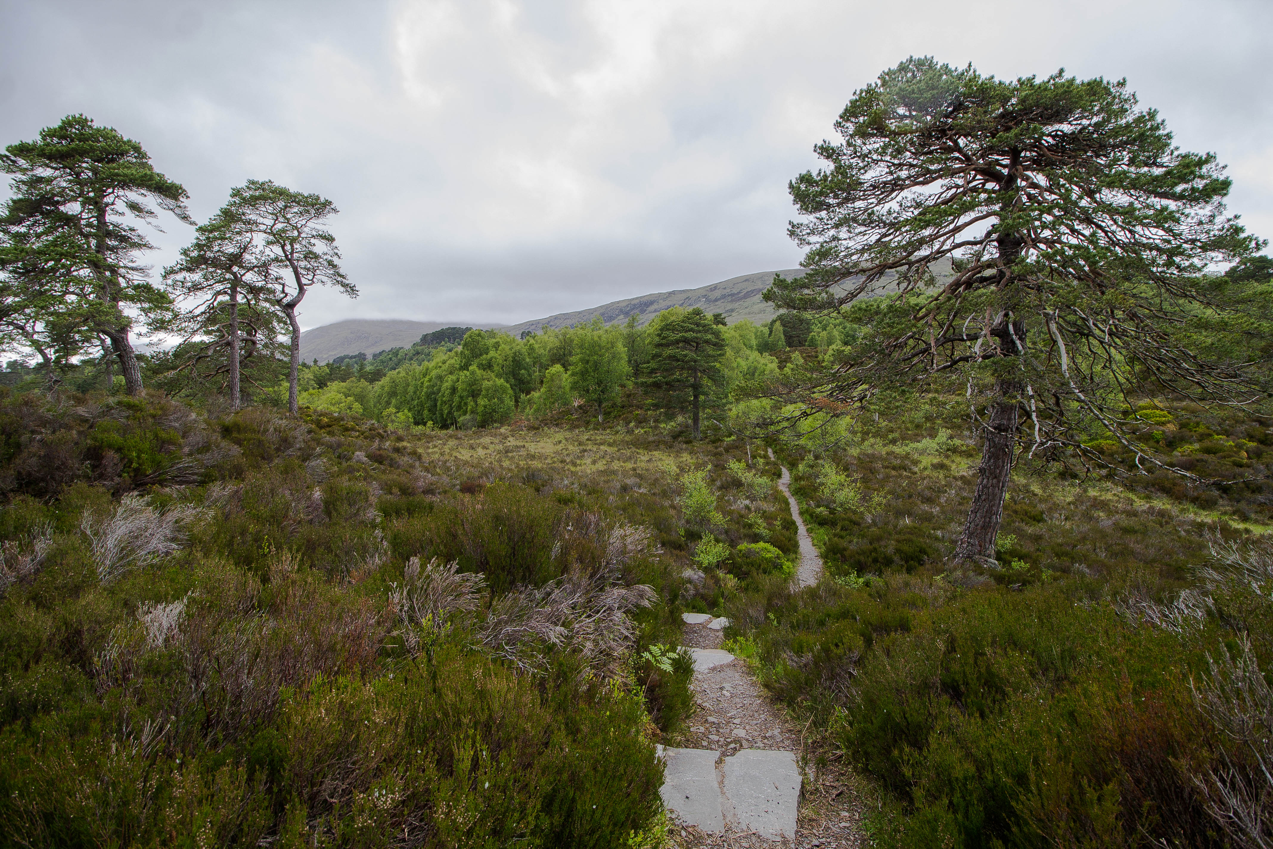 Glen Affric Scozia BeatriceRoat