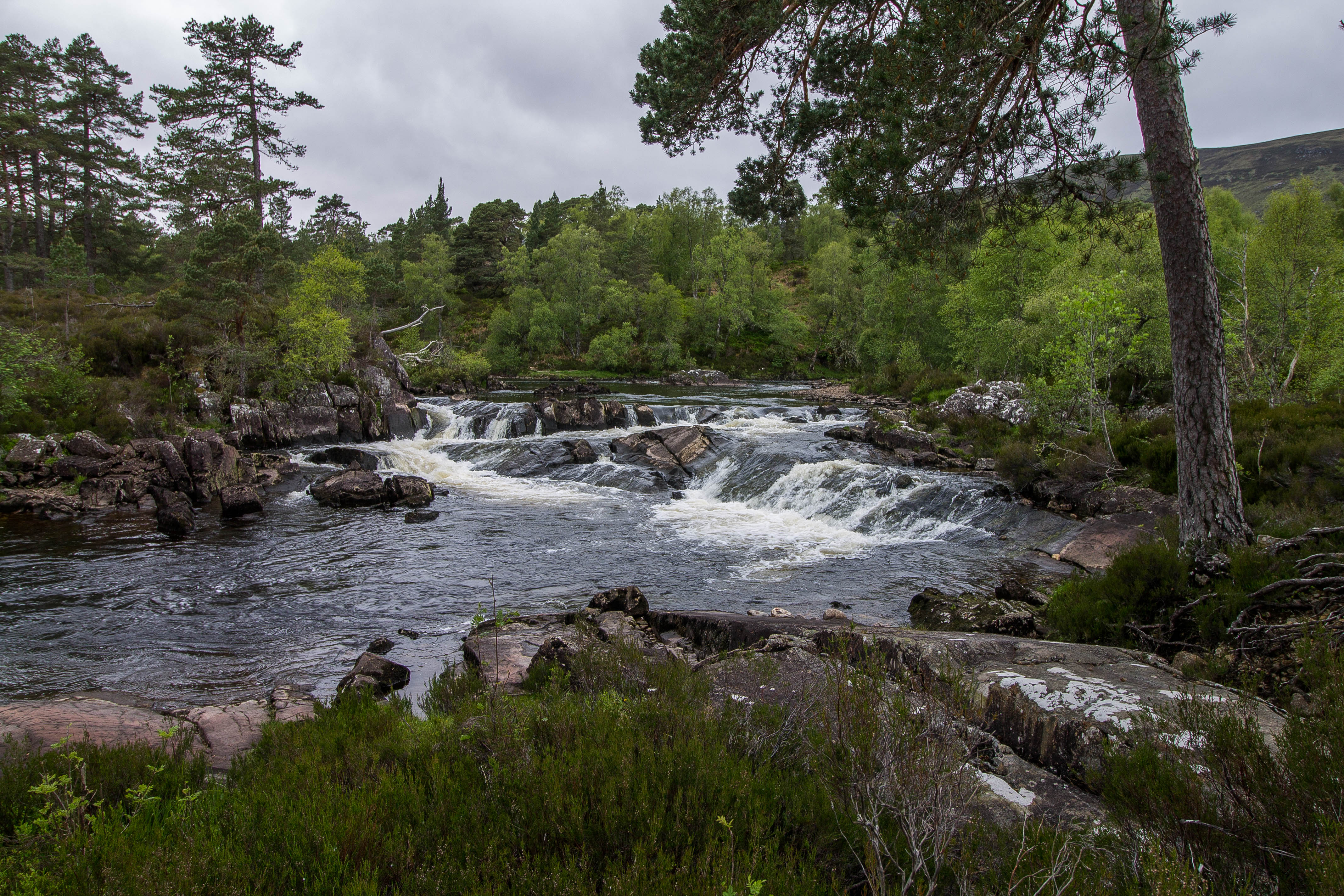 Glen Affric Scozia BeatriceRoat