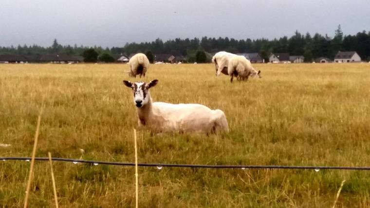 pic by Liliana Tardio