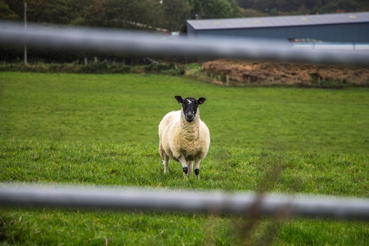 Moray-Scotland-BeatriceRoat