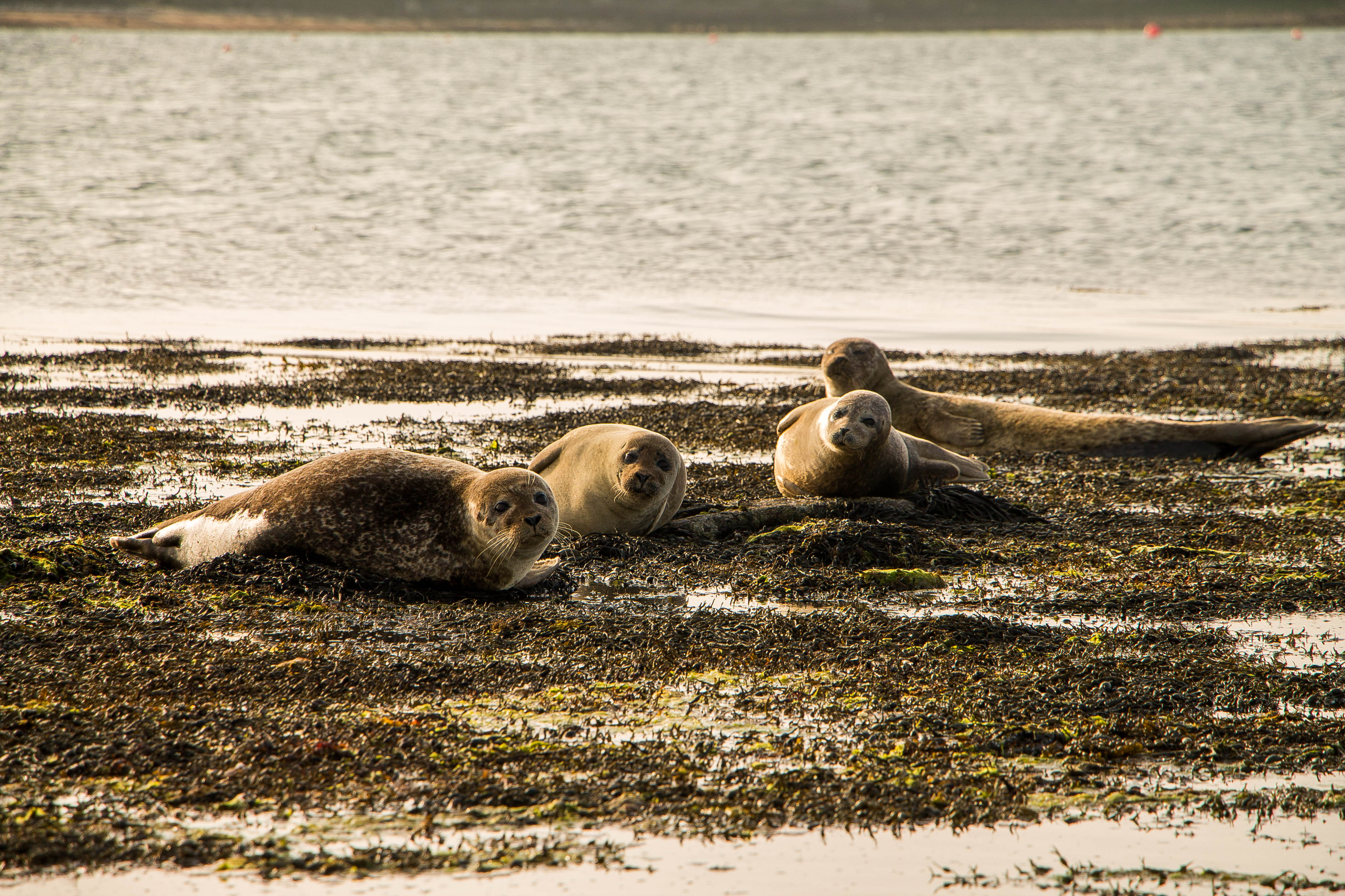 Foche Westray Orcadi Scozia BeatriceRoat